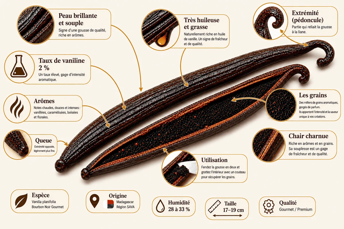 Anatomie d’une gousse de vanille Bourbon