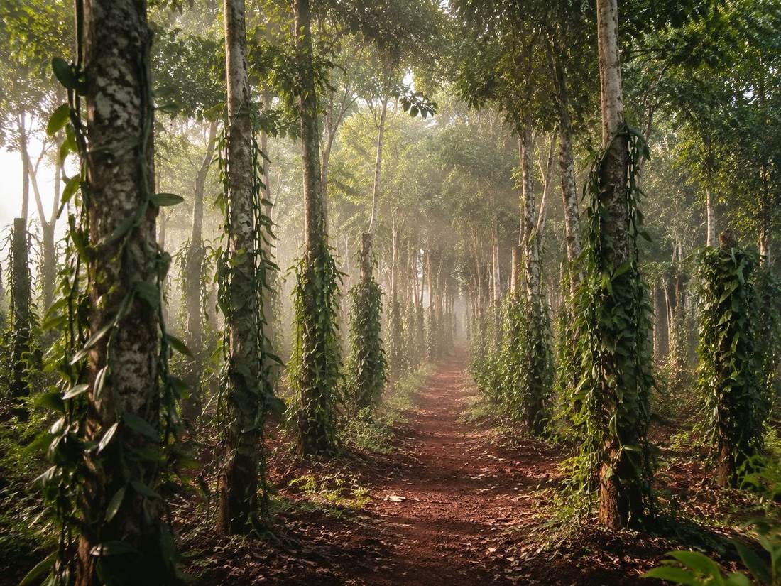 Plantation de vanille Bourbon à Sambava, au nord-est de Madagascar