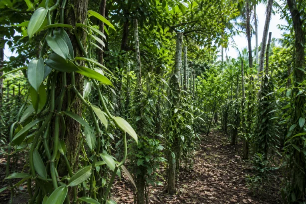 Lianes de vanille sur leurs tuteurs, dans une plantation de la région de Sambava