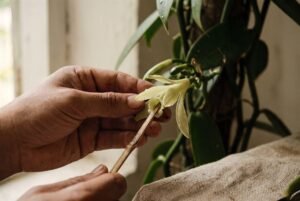 Pourquoi la vanille coûte ce qu&rsquo;elle coûte